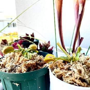 食虫植物 ハエトリソウの画像 by フミヤンさん | バルコニー/ベランダと食虫植物 ハエトリソウ