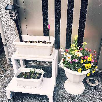 花台diyの投稿画像一覧 Greensnap グリーンスナップ