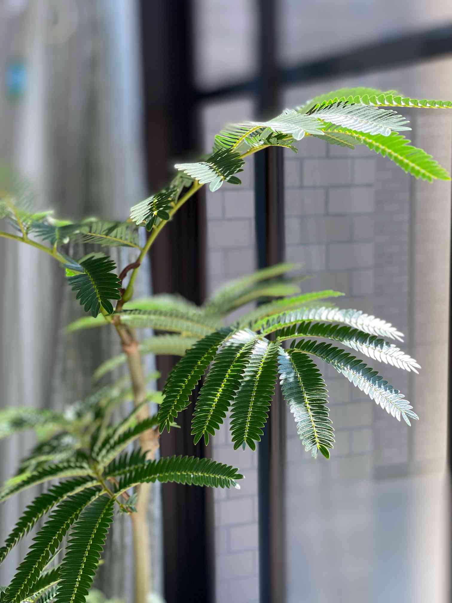 エバーフレッシュの成長記録❤️｜🍀GreenSnap（グリーンスナップ）