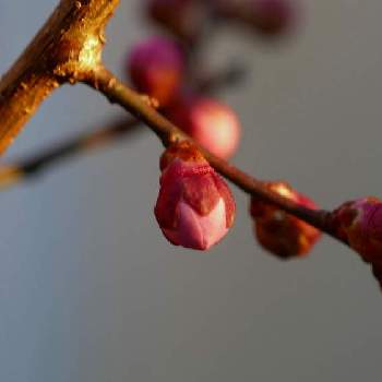 静かな時間の画像 by senさん | 小さな庭と観察と梅まつりと静かな時間と梅の花☆と花のある暮らし