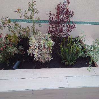 ドドナエア。の画像 by aussiebiancoさん | 小さな庭と花壇とドドナエア。とグレビレア プーリンダイルミナとグレビレアファイヤーワークスとユーフォルビアホワイトスワンとグレビレア ロビンゴードン。とユーフォルビア アスコットレインボー♪