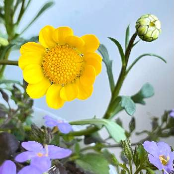 クリサンセマム・ムルチコーレの画像 by のんさん | 玄関とムルチコーレとバコパと寄せ植えと薄紫色と黄色い花とクリサンセマム・ムルチコーレとキク科と鉢植えと一年草