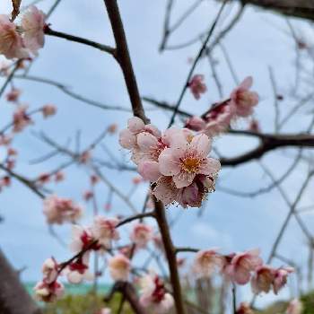 梅の花　ピンクの画像 by アンジュローズ      徳島　阿南さん | 小さな庭と梅の花　ピンクと梅の花と庭の花と田舎の庭とおうち園芸