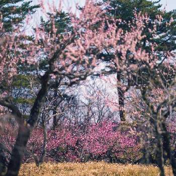 紅梅白梅の画像 by zutchyさん | お出かけ先とGreenSnapmarcheと国営武蔵丘陵森林公園と花のある暮らしと紅梅白梅とGREEN UP!