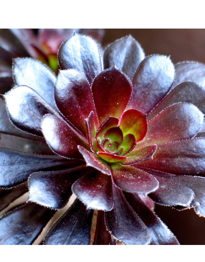 黒法師 サンシモン Greensnap グリーンスナップ