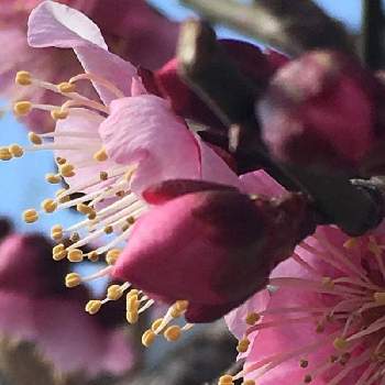 梅の花　ピンクの画像 by ばら喜知さん | お出かけ先と梅の花❤︎と梅の花　ピンクと梅の花と希望と園芸男子とiPhoneで撮る世界と花いろいろと素敵な出会いと素敵な時間と慰めとスマホ写真と君も花が好きなのかと素敵✨と花のある暮らしとスマホで撮影と魅せられてとわたしらしくと感動❣️とわたしは自然が大好き❣️と花は癒やし♡と花フォトとiPhone撮影と潤い欲しい