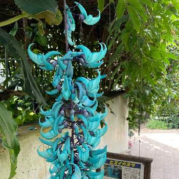 ヒスイカズラの投稿画像一覧 Greensnap グリーンスナップ ヒスイカズラの投稿画像一覧 Greensnap グリーンスナップ