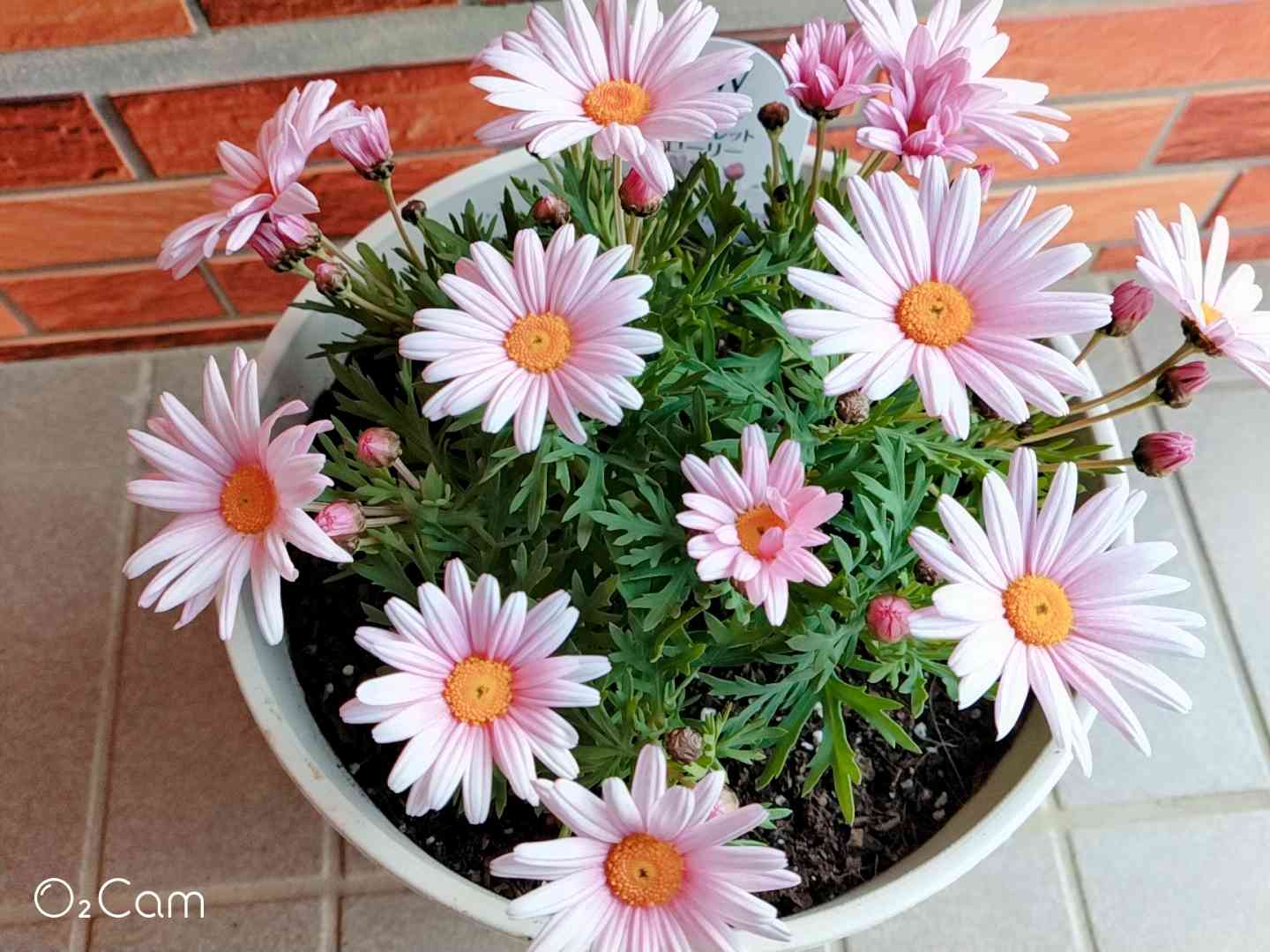 リームンロー★マーガレット★小花いっぱい(白)★額付き リームンロー☆マーガレット☆小花いっぱい(白)☆額付き - メルカリ