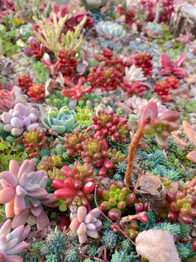 おばあちゃんちの地植え多肉 冬越し編 Greensnap グリーンスナップ