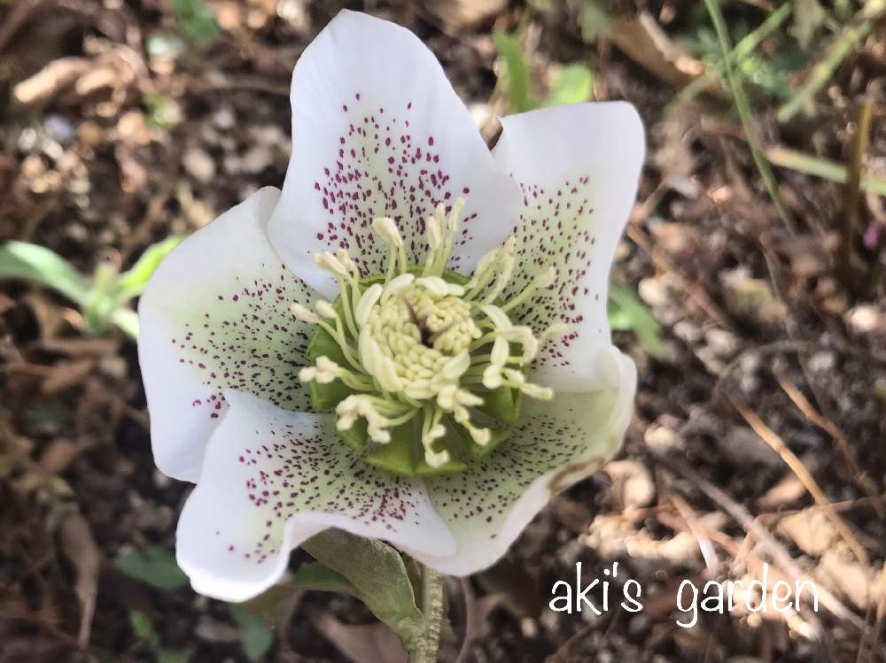 クリスマスローズの投稿画像 By あきさんさん 小さな庭と耐寒性宿根草と植中毒と春ですね と クリスマスローズと花のある暮らしと白い花と耐寒性宿根草 と植中毒と春ですね と クリスマスローズと花のある暮らしと白い花 22月3月7日 Greensnap グリーンスナップ