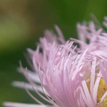 チューリップ,上湧別チューリップ公園の画像