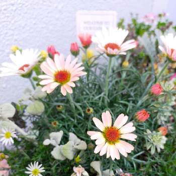  バロータの画像 by minorinさん | バルコニー/ベランダとローダンセマム ムーンとブラキカムホワイティと寄せ植えとフォックスリータイム♪と バロータと花のある暮らし