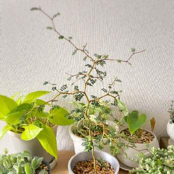 ソフォラミクロフィラの投稿画像一覧 Greensnap グリーンスナップ