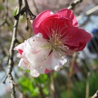 ハナモモ,紅白,源平咲き,お出かけ先の画像
