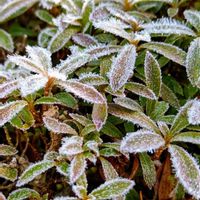 サツキ,ツツジ科,霜の朝♪,ツツジ科ツツジ属,日射しキラキラの画像