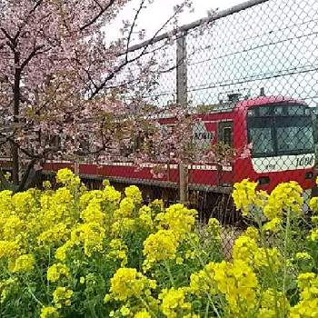 スマイル♡の画像 by 和の花♪さん | お出かけ先と河津桜と菜の花と散歩とスマイル♡