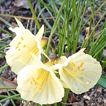 原種系水仙の投稿画像一覧 Greensnap グリーンスナップ