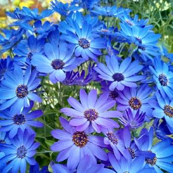 花に託しての画像 by ユキさん | お出かけ先とサイネリアと花に支えられてと愛をあなたに。。。と変わらぬ愛と花に託してと大切な花友さんへと花のある暮らしと青い花マニア