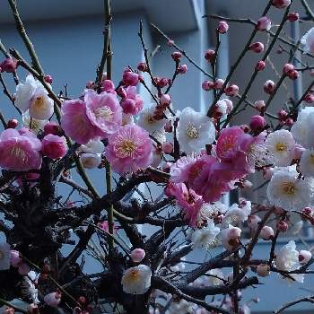 梅の花♪の画像 by レモンさん | お出かけ先と可愛い♡といやし♡と梅の花♪とおうち園芸