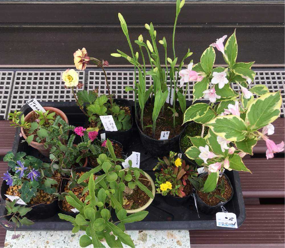 ニホントキソウ 鉢植え 葉芽 90本以上 増殖品 日本トキソウを育てています☺️|🍀GreenSnap(グリーンスナップ)