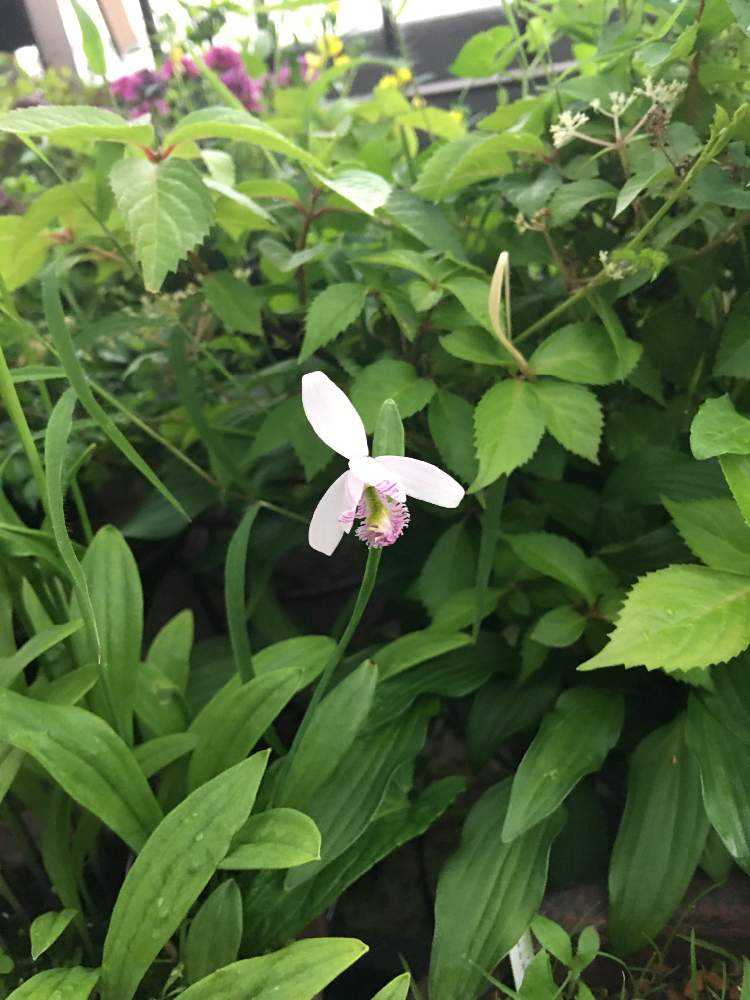 日本トキソウを育てています☺️｜🍀GreenSnap（グリーンスナップ）