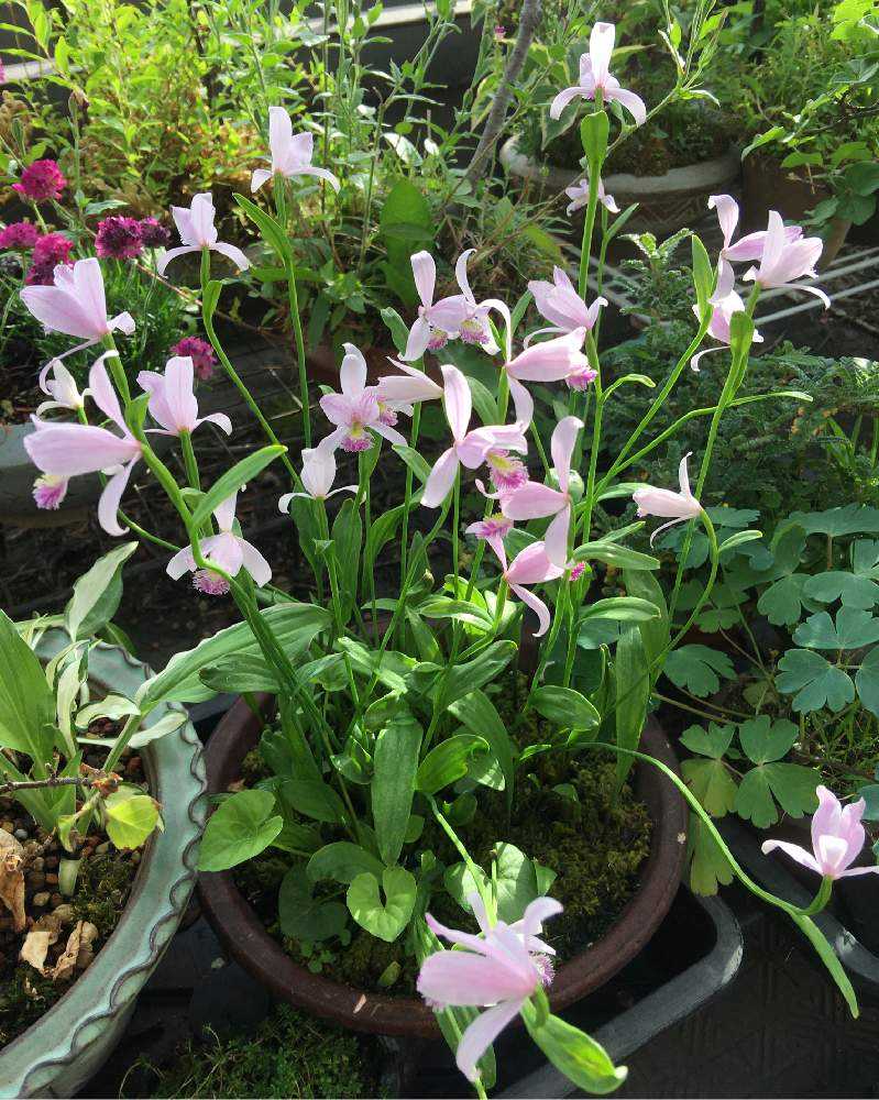 ニホントキソウ 鉢植え　葉芽 90本以上　増殖品 日本トキソウ【3.5号ポット】 : 五所川原へっちょ通り商店街