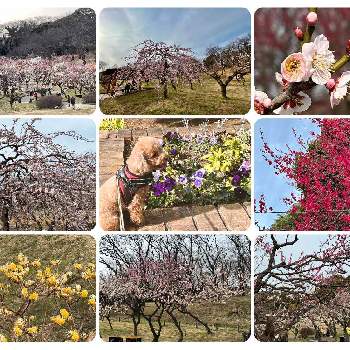梅の花♪の画像 by yaccoさん | お出かけ先と春のお花とマロンと梅の花♪と梅林と根岸森林公園と白梅♪と3月の花と春よこいと横浜と公園の花と紅梅♪