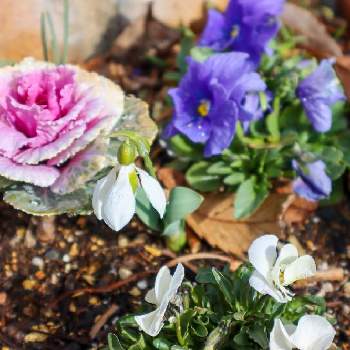 冬の庭の画像 by noriさん | エクステリアと種からビオラとスノードロップと春のお花とずくだせ信州とほっこり♡と冬の庭と冬のガーデニングとチーム長野と花のある暮らし