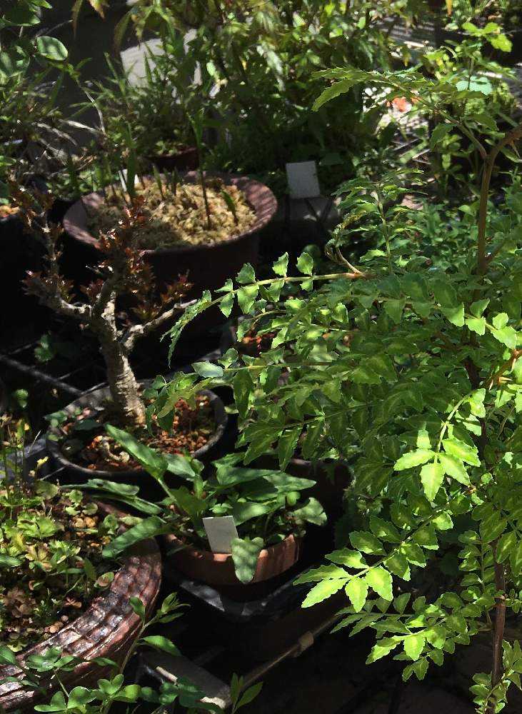 ニホントキソウ 鉢植え　葉芽 90本以上　増殖品 日本トキソウを育てています☺️｜🍀GreenSnap（グリーンスナップ）