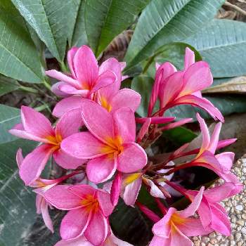 南国の花の投稿画像一覧 Greensnap グリーンスナップ