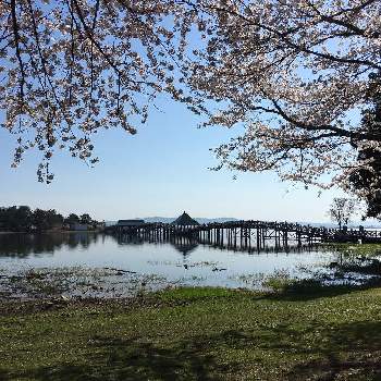お出掛け先の出逢いの画像 by どんぐりさん | 桜の春とCMで見た場所と橋は美しいと青森県北津軽郡と鶴の舞橋とお出掛け先の出逢い