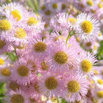 ハルジオン 春紫苑の投稿画像一覧 Greensnap グリーンスナップ ハルジオン 春紫苑の投稿画像一覧 Greensnap グリーンスナップ