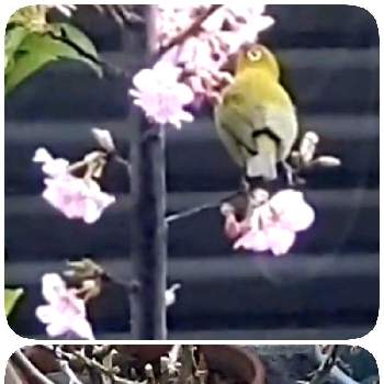 メジロの画像 by とぅとぅさん | 小さな庭と河津桜とメジロさんとレモン✨とメジロとオレンジレモンとありがとう♡とGSに感謝。と夕方とメジロと 河津桜