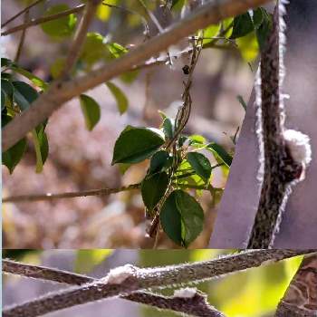 アオツヅラフジの画像 by 秋草さん | 広い庭とアオツヅラフジとヤマグルマと我が庭の野草たちとアオツヅラフジ✽と蔓✽と春色✽とヤマグルマ✽と木々✽とつる巻き月曜日