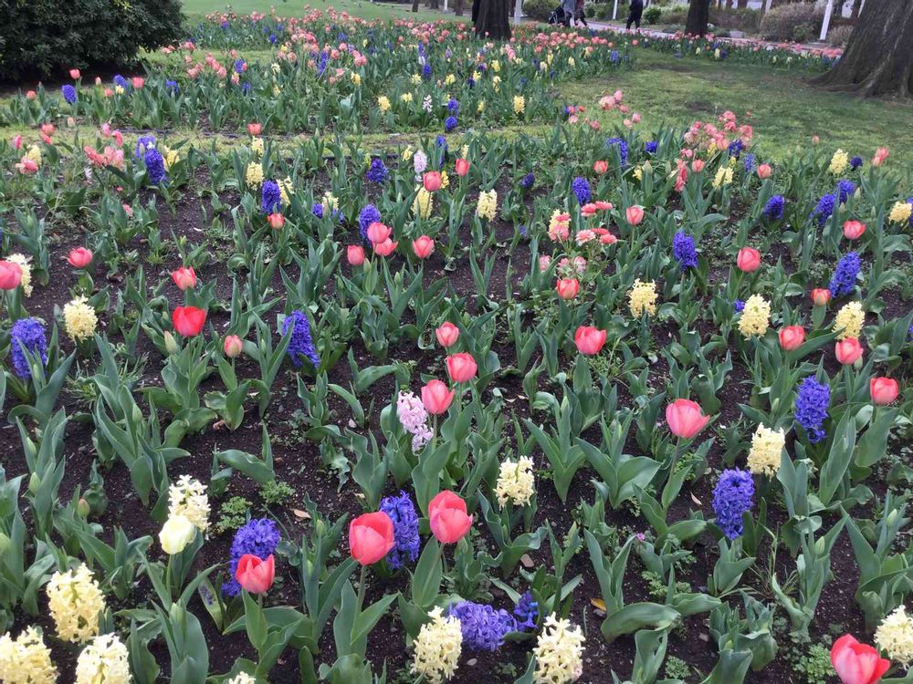 ララちゃんさんの山下公園への投稿