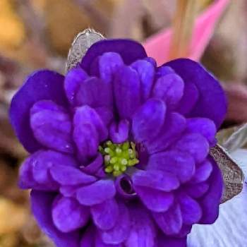 変わり咲きの画像 by ✿白さん | 窓辺と雪割草とスマホ撮影と小花妖精と山野草と可愛いお花と変わり咲きとオオミスミソウ、とお山の花と花のある暮らしと美しいお花と紫の花
