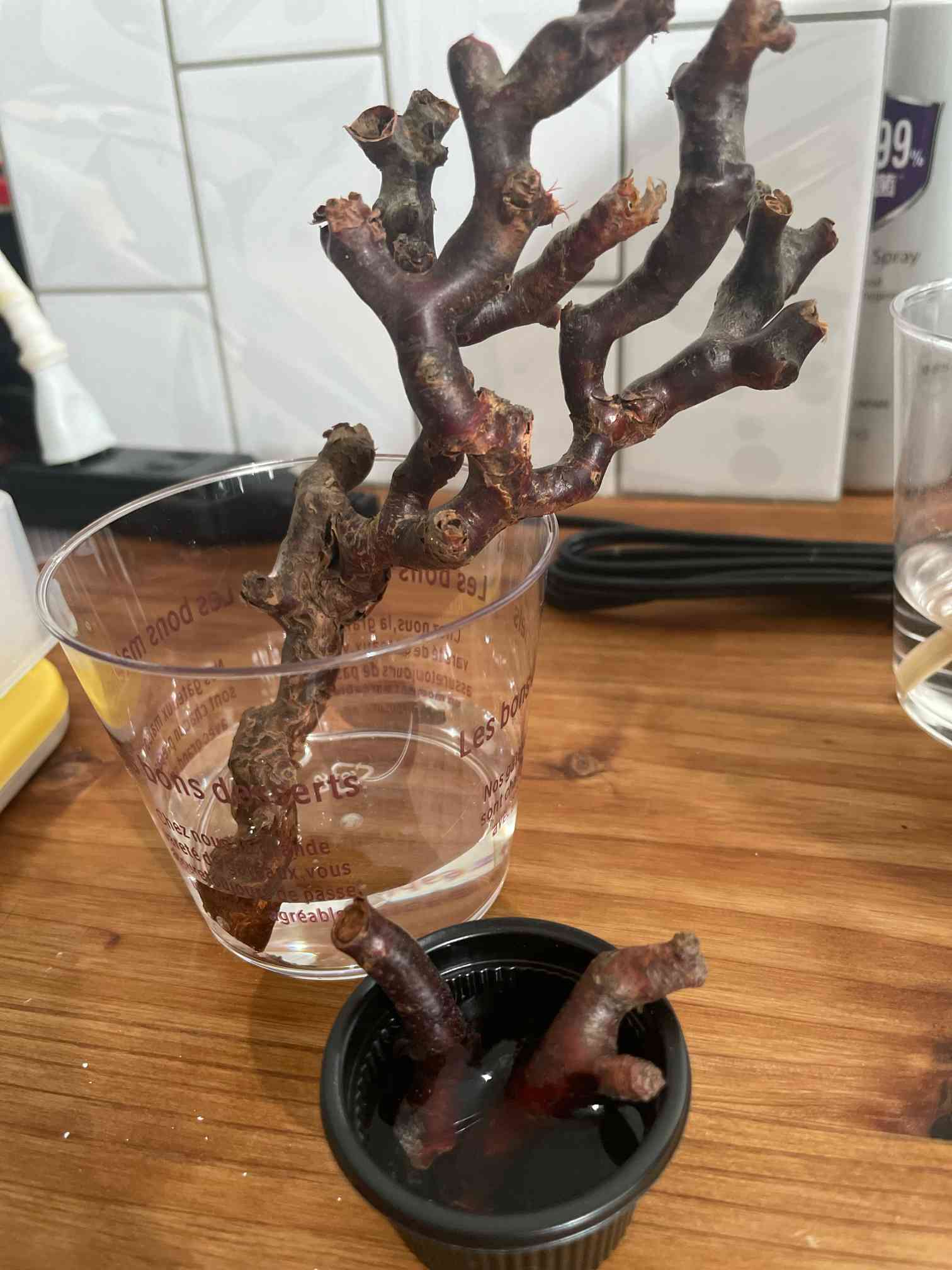 ペラゴニウム・ミラビレの挿し木(水耕→やめました汗)｜🍀GreenSnap