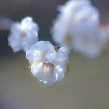 白梅の花の画像 by ひろさんさん | お出かけ先と梅の花と白梅の花と 梅の花と梅まつりとみんぱく梅林