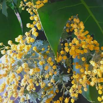 素敵な葉の画像 by 藍苺*さん | お出かけ先とミモザとモンステラとモンステラ属と ミモザと観葉植物と丸い花と黄色い丸い花と今日のお花と#ガーデニングと淡い色合いと黄色の花と素敵な葉と花のある暮らしとかわいいと小さな花とミモザの日