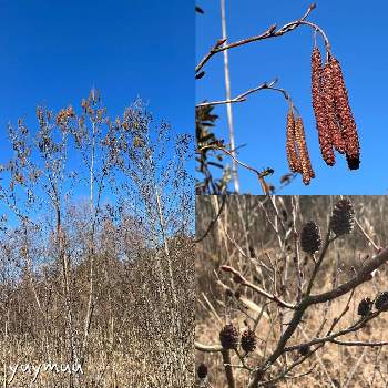 ハンノキの投稿画像一覧 Greensnap グリーンスナップ ハンノキの投稿画像一覧 Greensnap グリーンスナップ