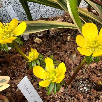 黄花節分草 エランティス シリシカ の投稿画像一覧 Greensnap グリーンスナップ