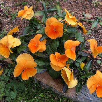 よく咲くスミレ·マーマレードの画像 by ゆゆさん | 小さな庭とよく咲くスミレ·マーマレードと花の記録と3月の記録とありがとうと大きくなったねと3月の庭と綺麗な色とかわいいな♡