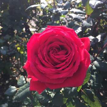 強香のバラの投稿画像一覧 Greensnap グリーンスナップ