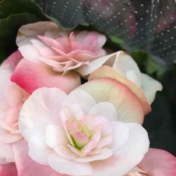 素敵な花色の画像 by mKさん | 癒しと魅力的と鉢植えと可愛いと花のある暮らしと素敵な花色