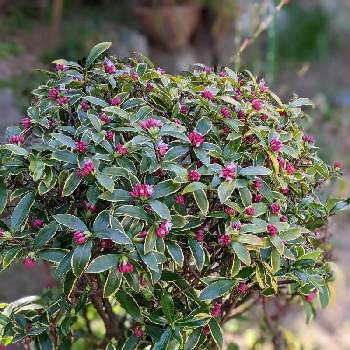 沈丁花の花の投稿画像一覧 Greensnap グリーンスナップ