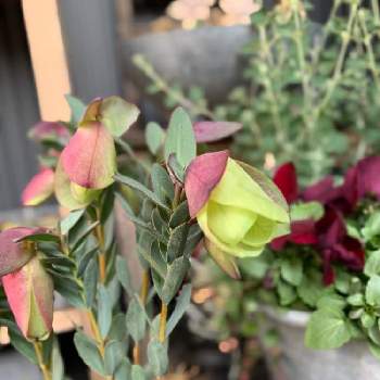 ピメレア ピソディスの投稿画像一覧 Greensnap グリーンスナップ ピメレア ピソディスの投稿画像一覧 Greensnap グリーンスナップ