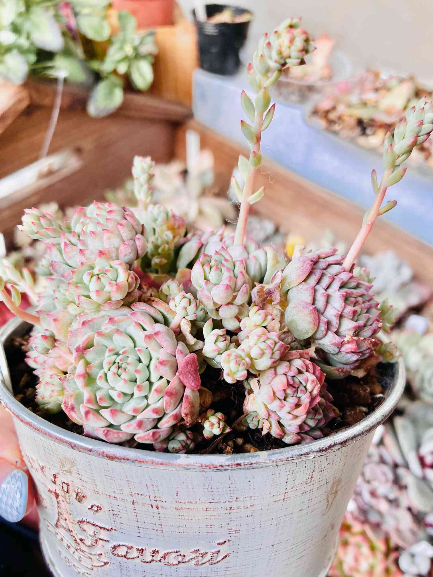 グロブローサxブルーミニマの一覧｜🍀GreenSnap（グリーンスナップ）