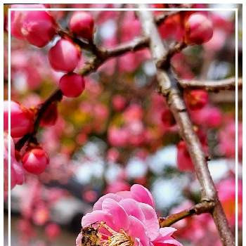 蜜蜂の好きな花の投稿画像一覧 Greensnap グリーンスナップ