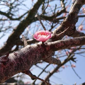 紅梅❁の画像 by Shin-緑さん | 小さな庭と紅梅と紅梅❁と元気もらえるとありがとうと晴れ晴れとやよいの空