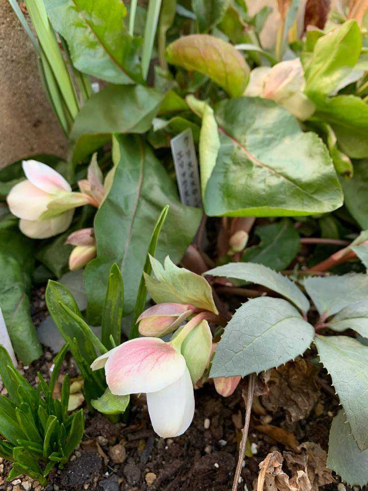 ペンステモンミスティカの移植と株分け Greensnap グリーンスナップ